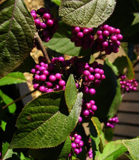 Callicarpa bodinieri giraldii 'profusion'